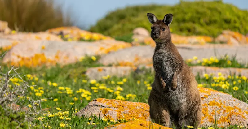 Wallaby, Australia.