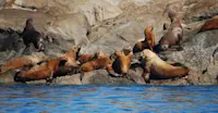 Steller sea lions, Great Bear Rainforest, British Columbia.