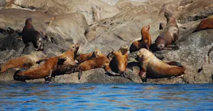 Steller sea lions, Great Bear Rainforest, British Columbia.