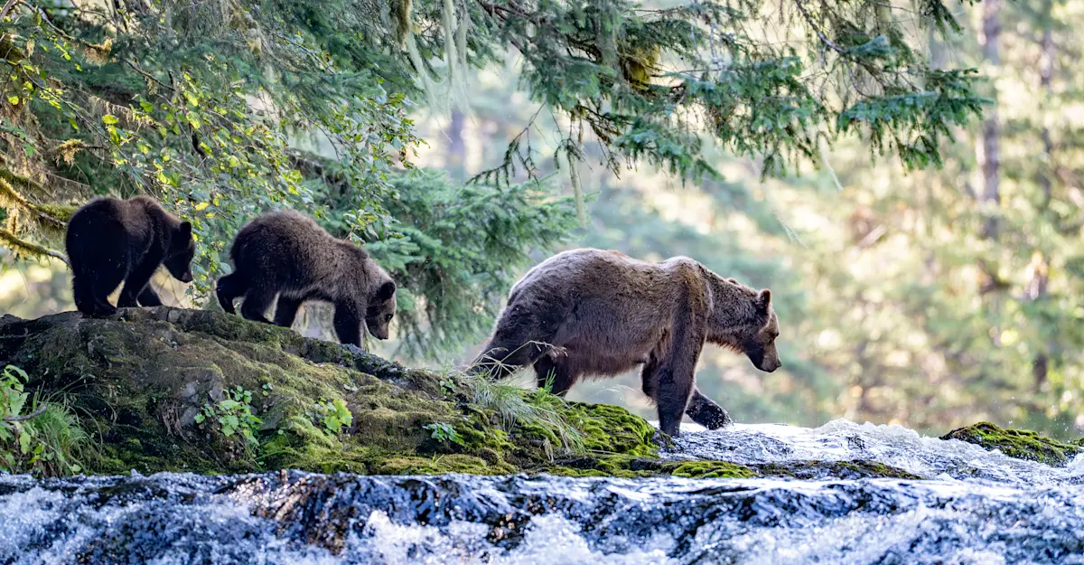 Brown bear family.