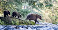 Brown bear family