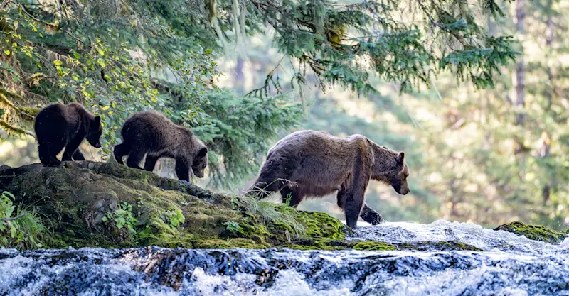 Brown bear family