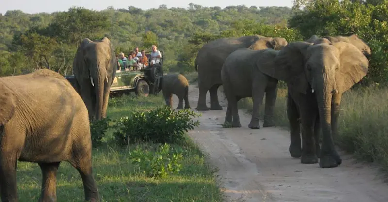 Nat Hab guests and elephants, Greater Kruger Park, South Africa.