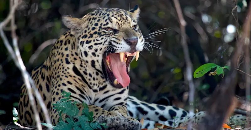 Jaguar, Pantanal, Brazil.