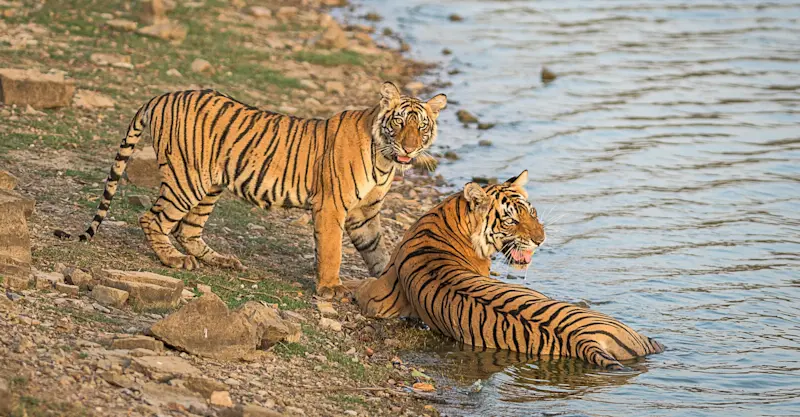 Bengal tigers, Tadoba National Park, India.