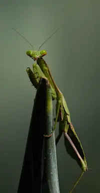 Slideshow Thumbnail 7 of 20