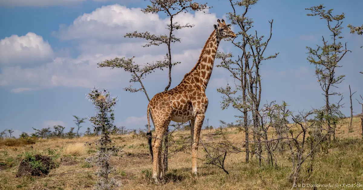 Giraffes, Serengeti National Park, Tanzania.