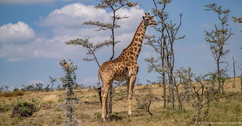 Giraffes, Serengeti National Park, Tanzania.