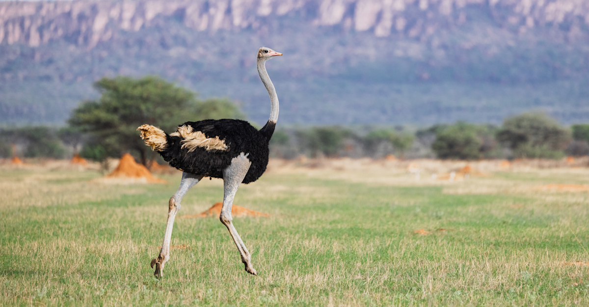 Ostrich, Namibia.