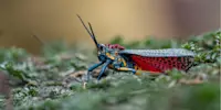 Rainbow Milkweed Locust, Madagascar.