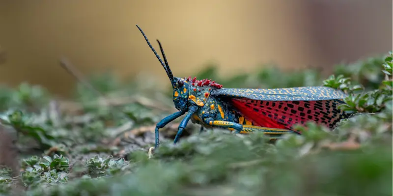 Rainbow Milkweed Locust, Madagascar.