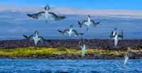 Diving Blue-footed boobies