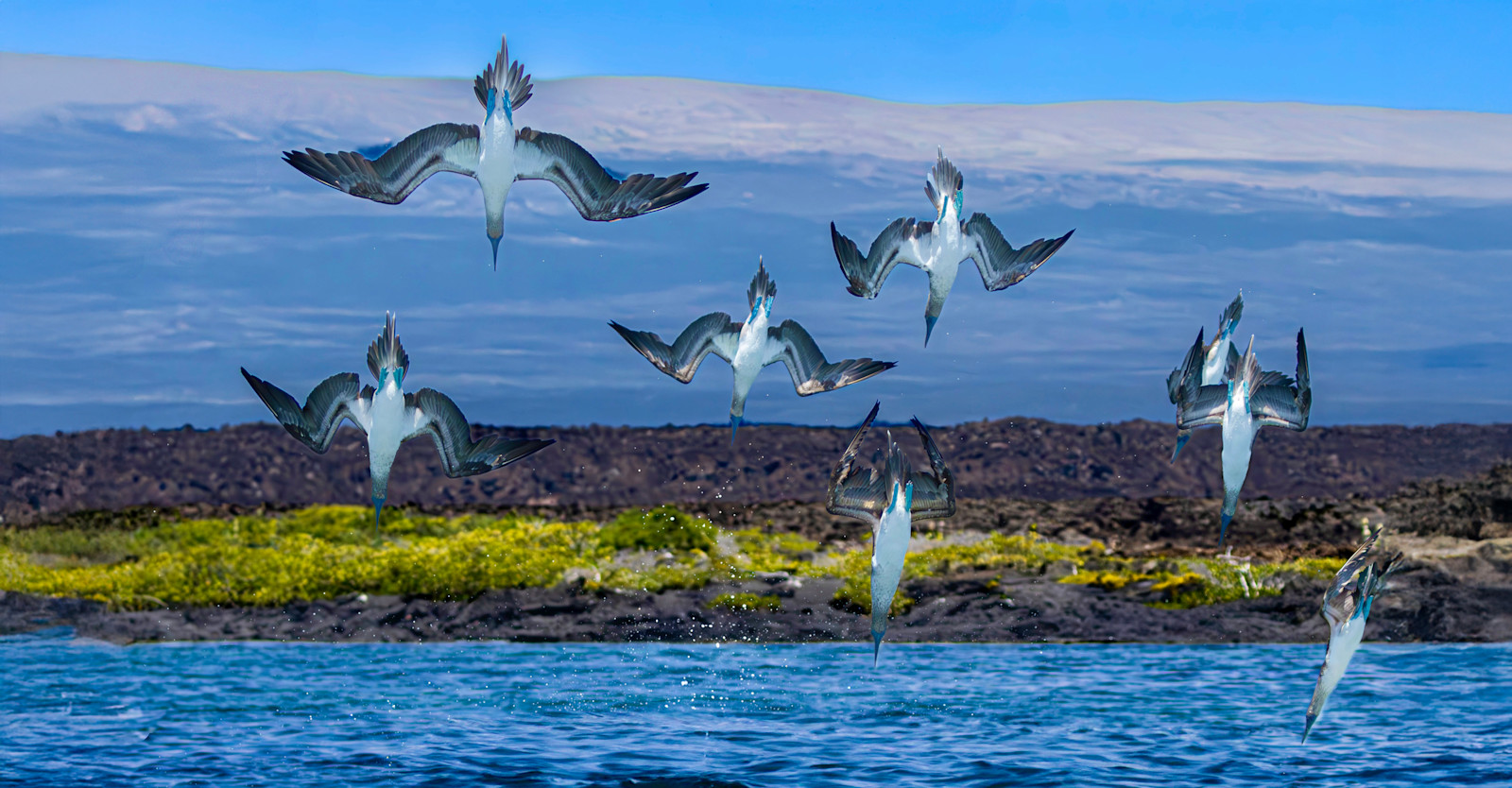 Diving Blue-footed boobies