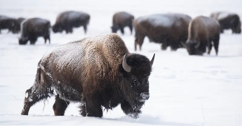 Bison, Yellowstone National Park