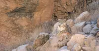 Snow leopard, Ladakh, India.