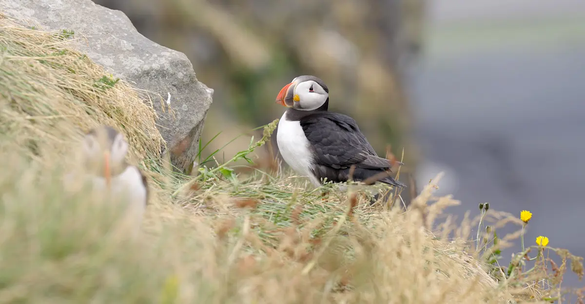 Atlantic puffin, Iceland.