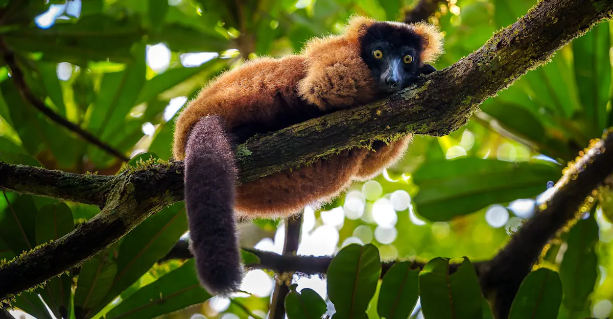 Red-ruffed lemur, Madagascar.