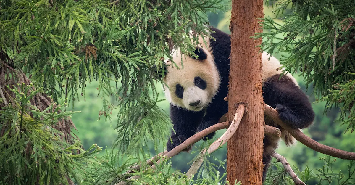 Giant panda, Wild Panda Nature Reserve, China.