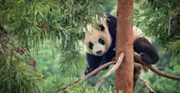 Giant panda, Wild Panda Nature Reserve, China.