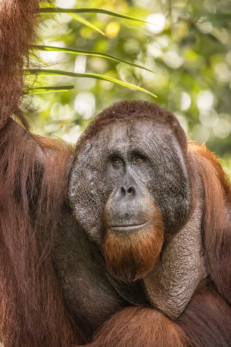 Orangutan, Kabili-Sepilok Nature Reserve, Borneo.
