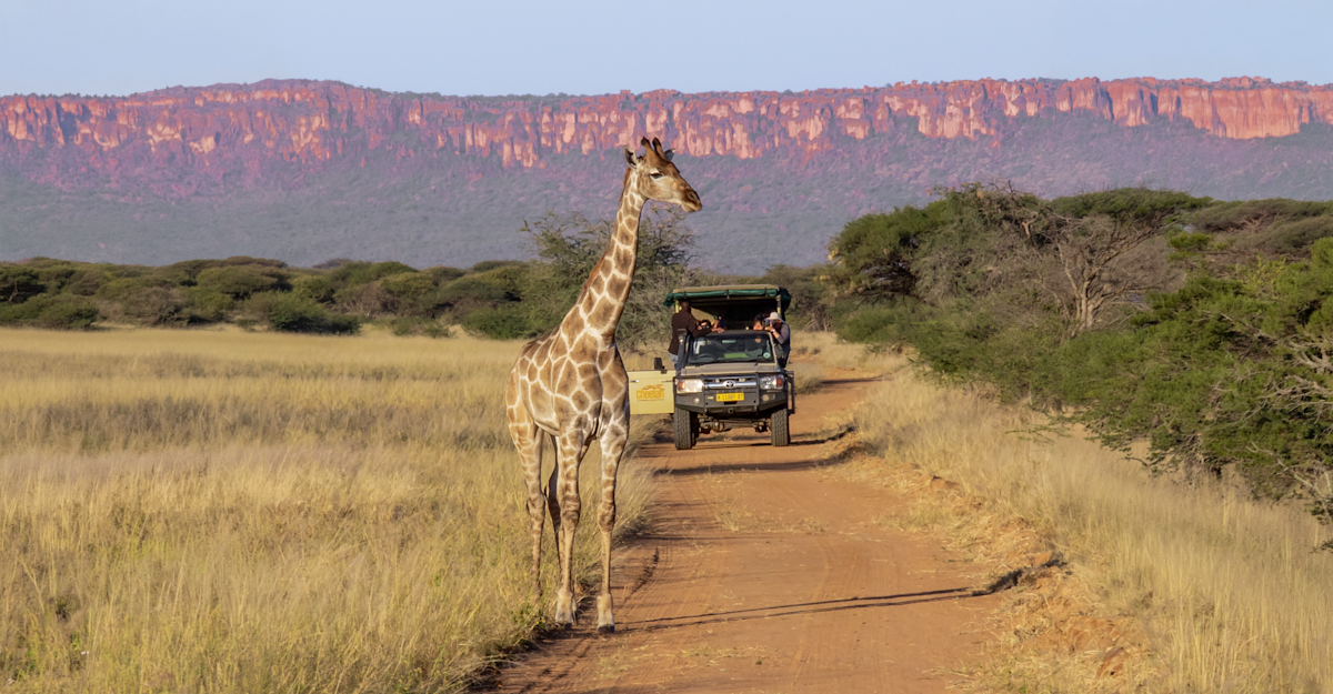 Evening game drive, Namibia.