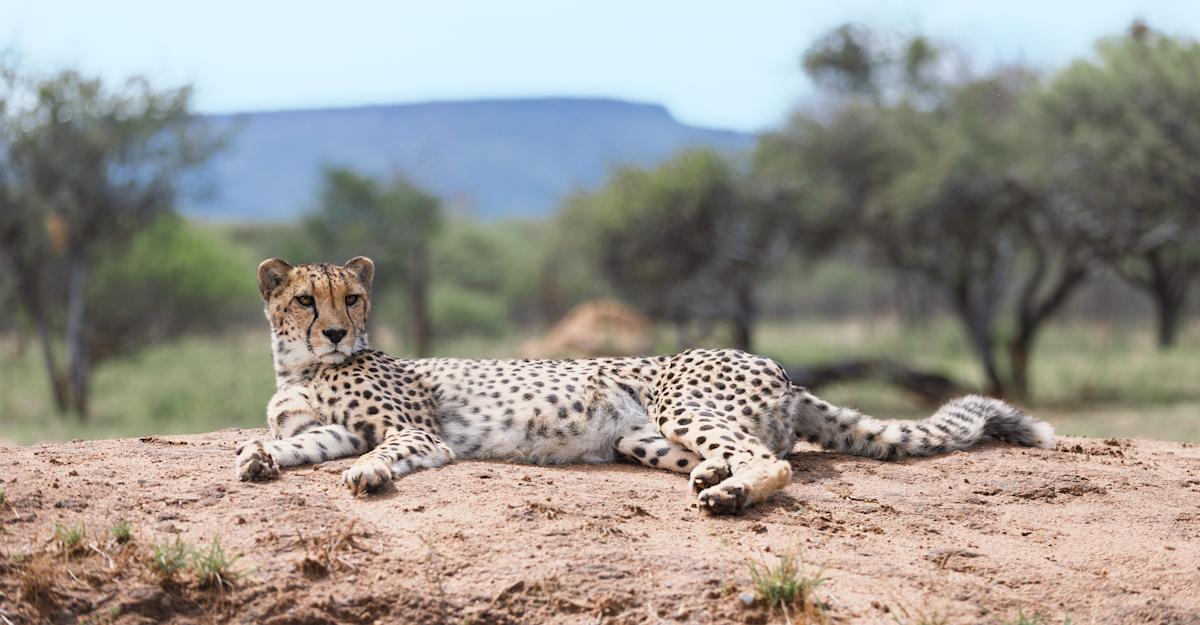 Cheetah, Namibia.