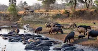 Nat Hab guests watch hippos and maribou storks, Serengeti National Park, Tanzania. 