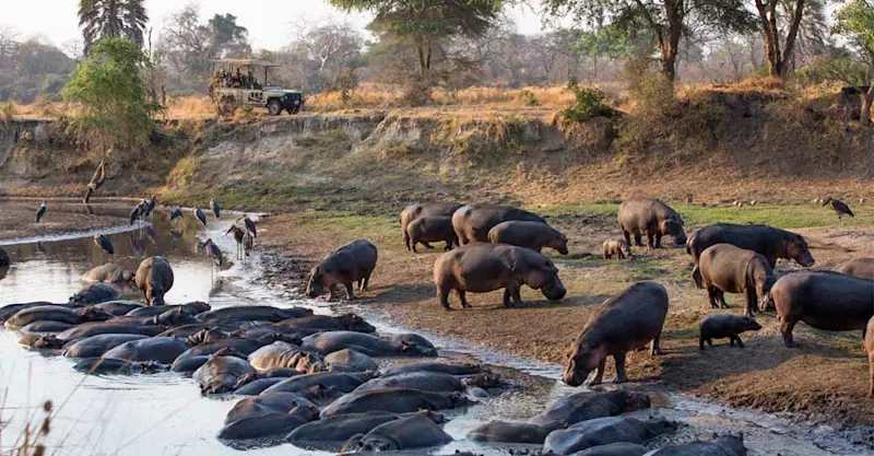 Nat Hab guests watch hippos and maribou storks, Serengeti National Park, Tanzania. 