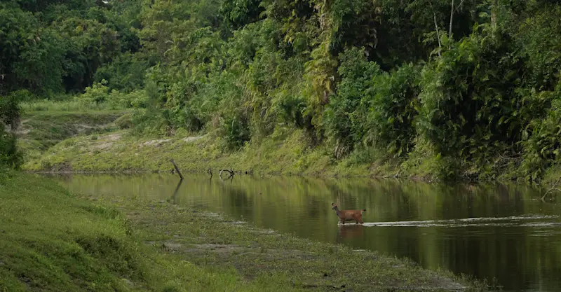 Sambar Deer, Kaziranga National Park, India.