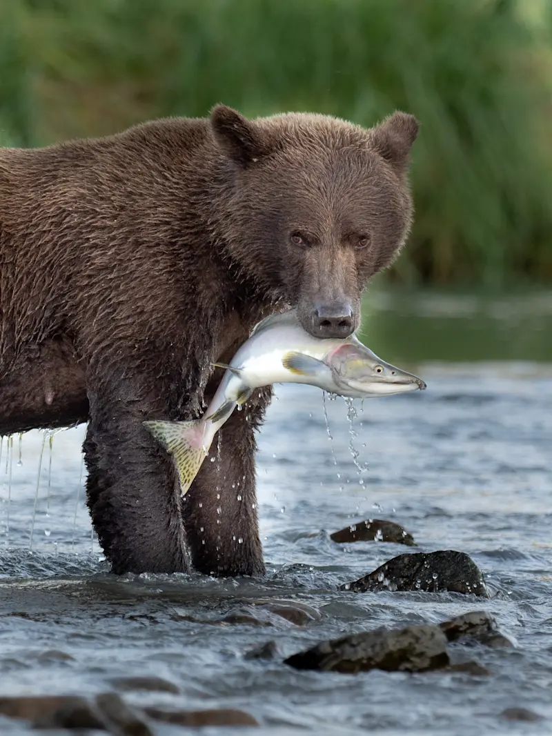 Brown bear, Katmai National Park & Preserve, Alaska.