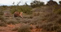 Aardvark, Samara Private Reserve, South Africa.