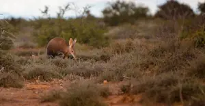 Aardvark, Samara Private Reserve, South Africa.