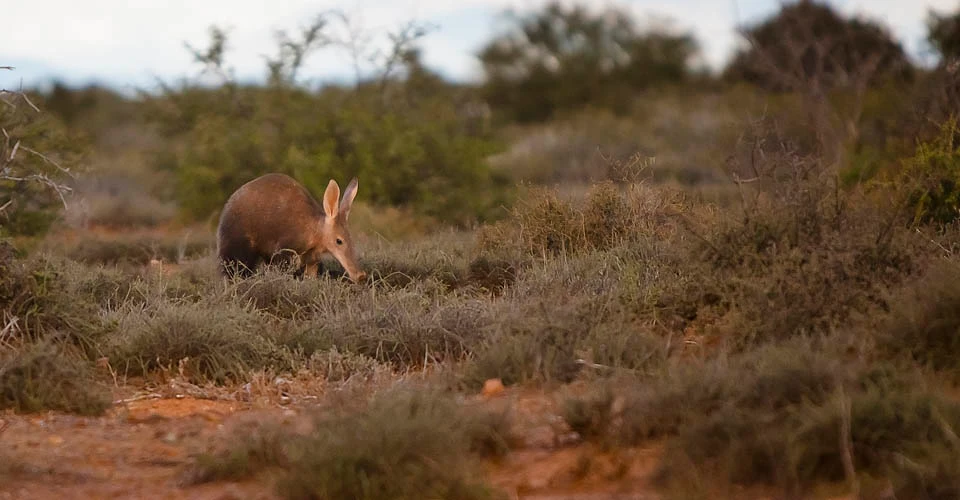 Aardvark, Samara Private Reserve, South Africa.