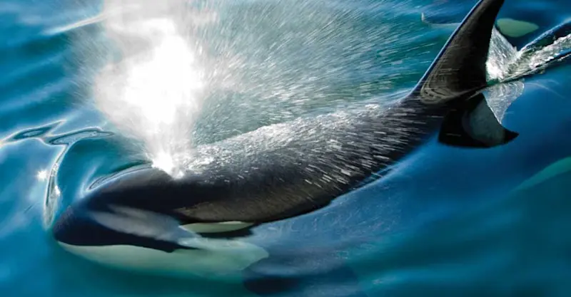 Orca, Chatham Strait, Alaska.