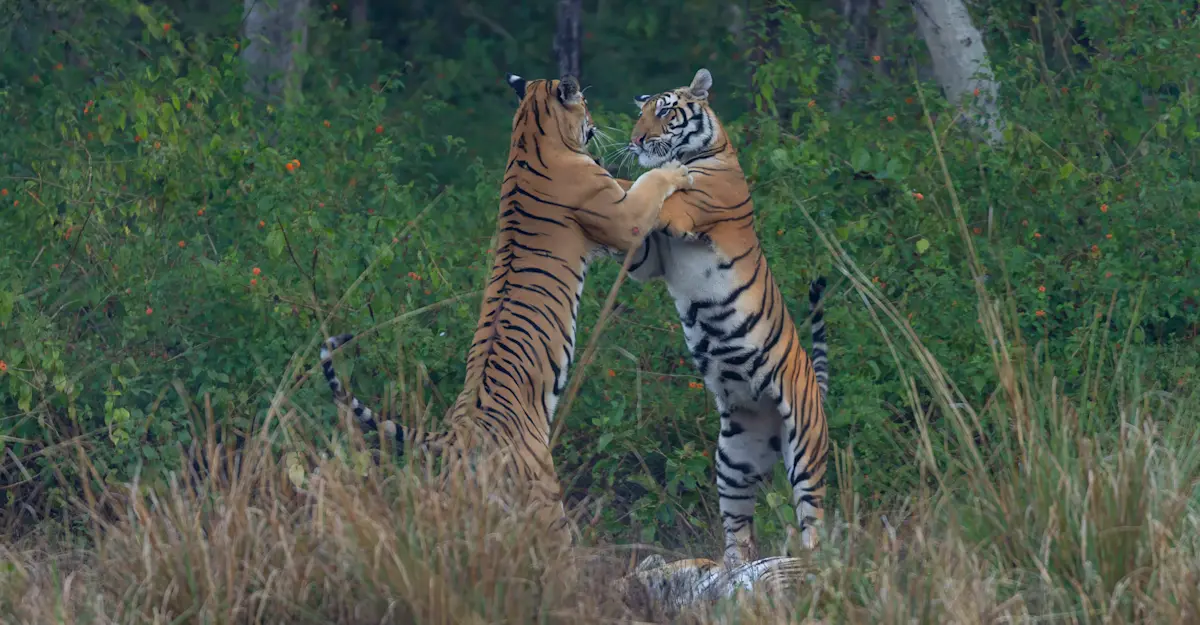 Tigers, India.