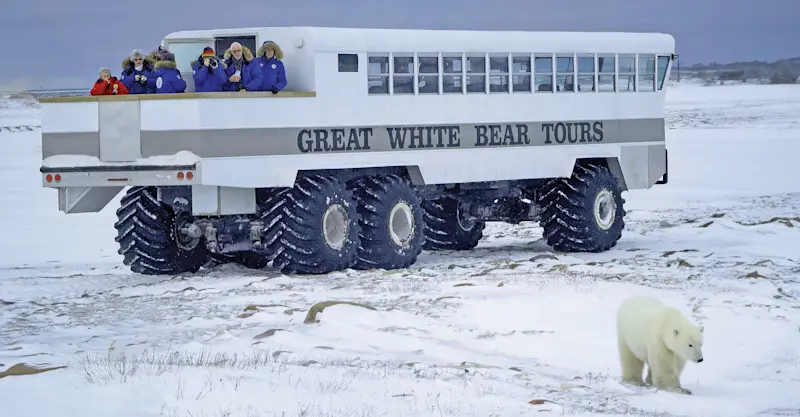 Nat Hab guests viewing polar bear, Churchill, Manitoba.