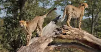 Cheetahs, South Africa. 