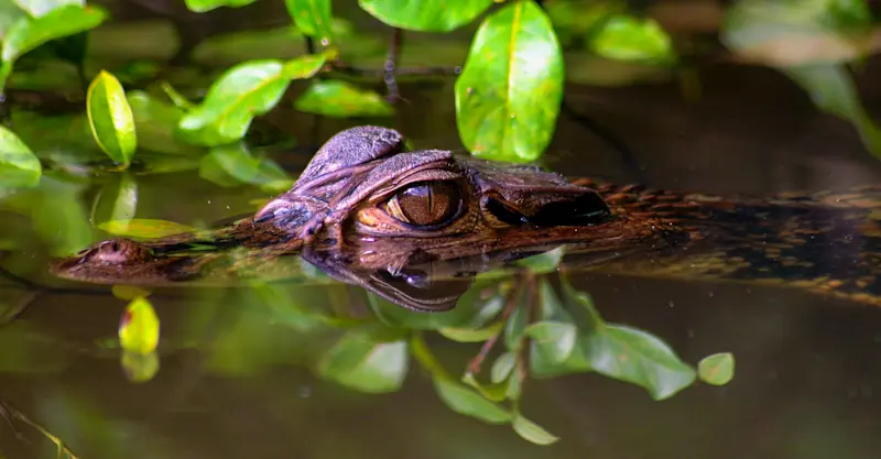 Caiman, Amazon, Peru.