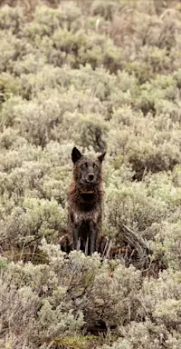 Gray wolf, Yellowstone