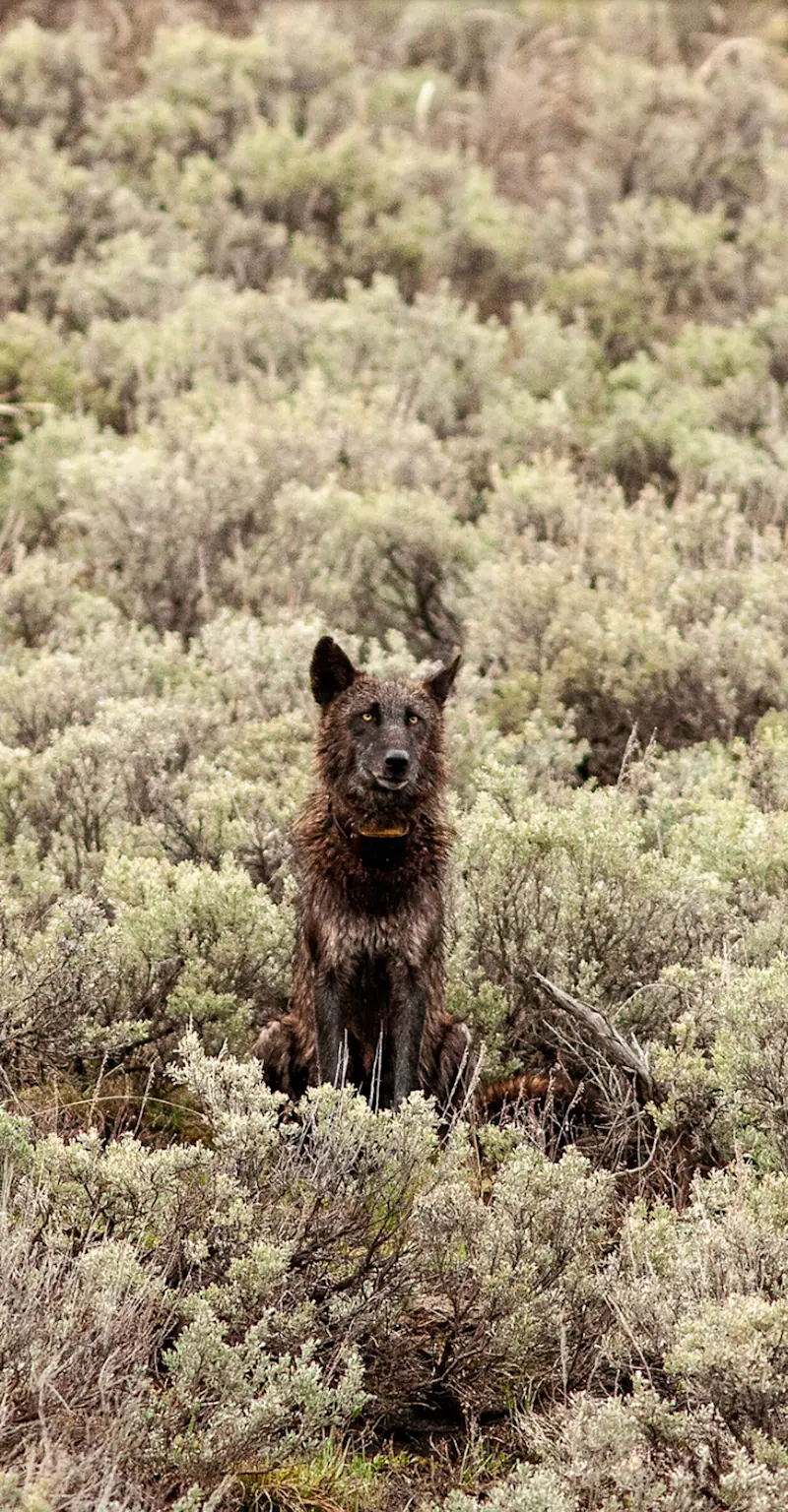 Gray wolf, Yellowstone