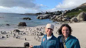 Visiting the African Penguins in Boulders Beach in Cape Town, South Africa.