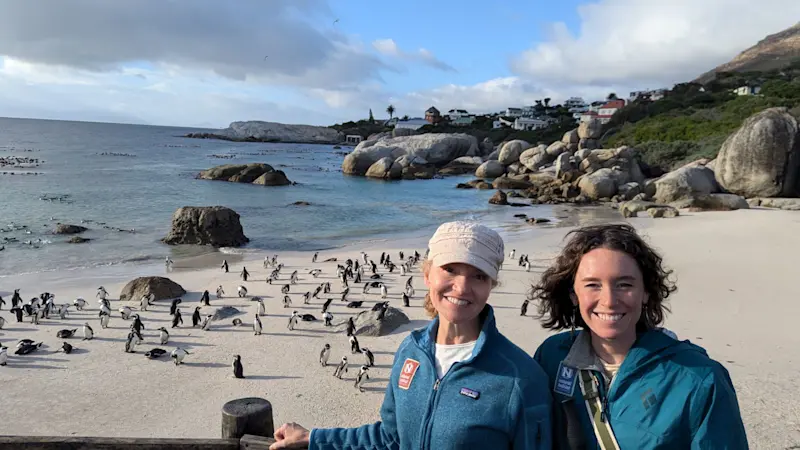 Visiting the African Penguins in Boulders Beach in Cape Town, South Africa.