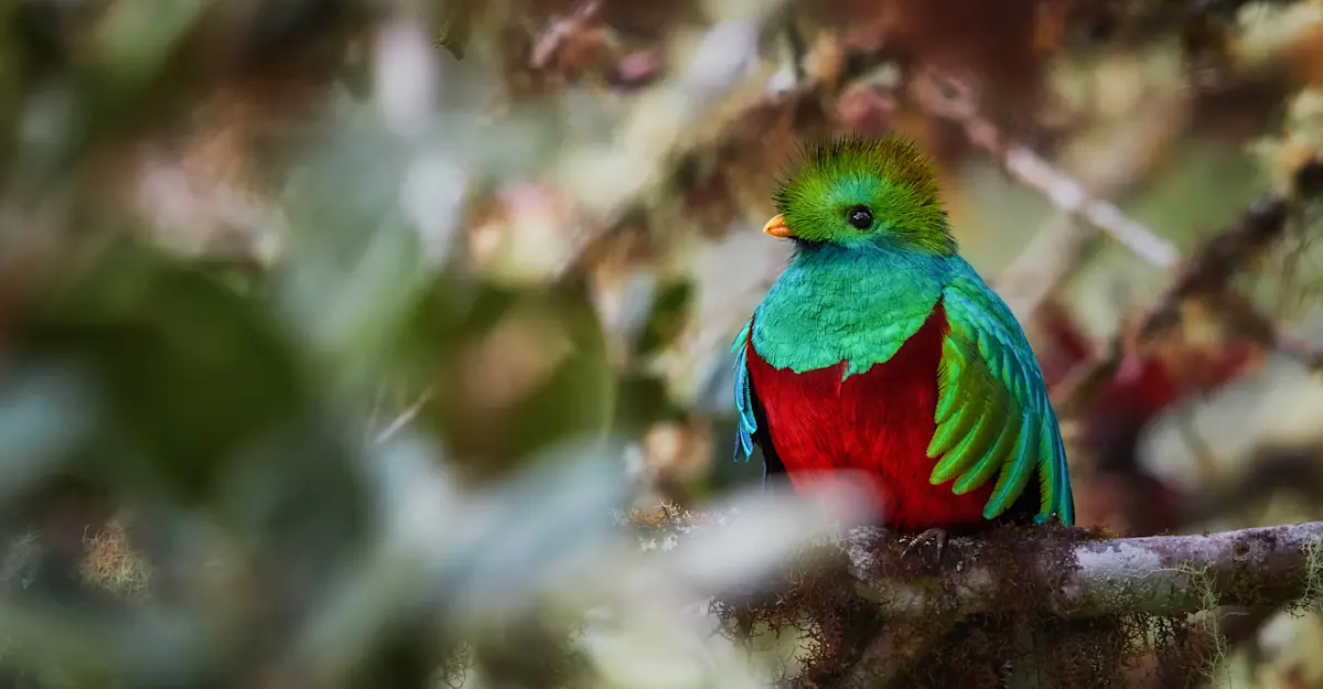 Resplendent quetzal, Monteverde Cloud Forest Reserve, Costa Rica.