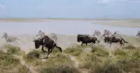 Zebras and wildebeest, Maasai Mara National Reserve, Kenya.