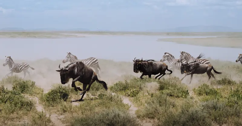 Zebras and wildebeest, Maasai Mara National Reserve, Kenya.