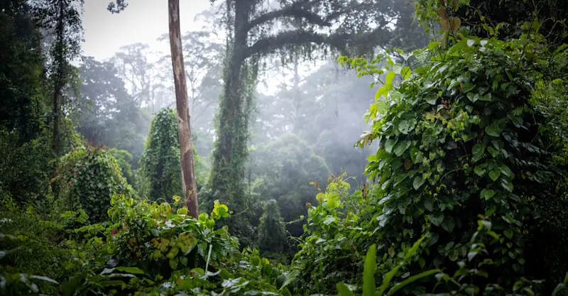 Rainforest, Borneo.