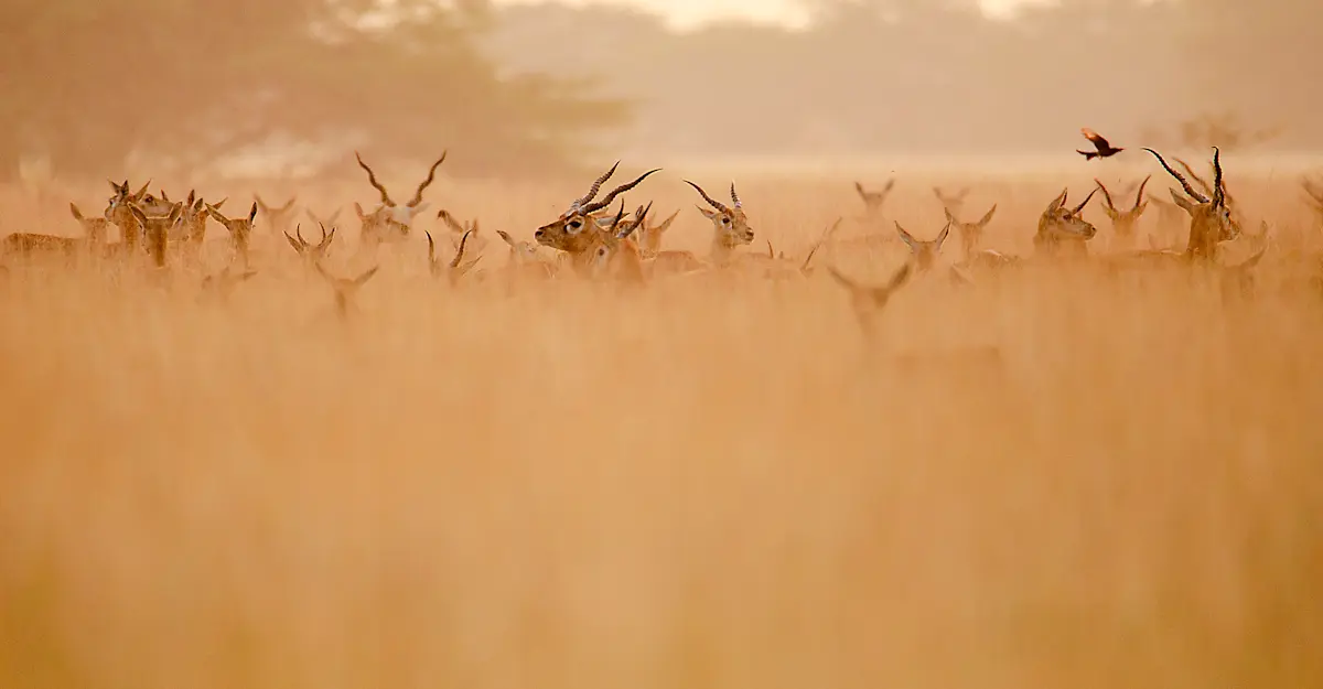 Blackbucks, India.