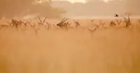 Blackbucks, India