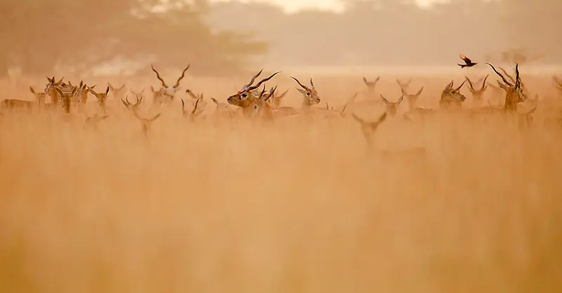 Blackbucks, India