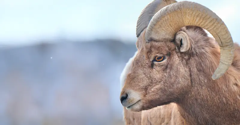 Bighorn Sheep, Yellowstone National Park